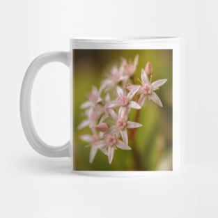 Jade plant flowers Mug